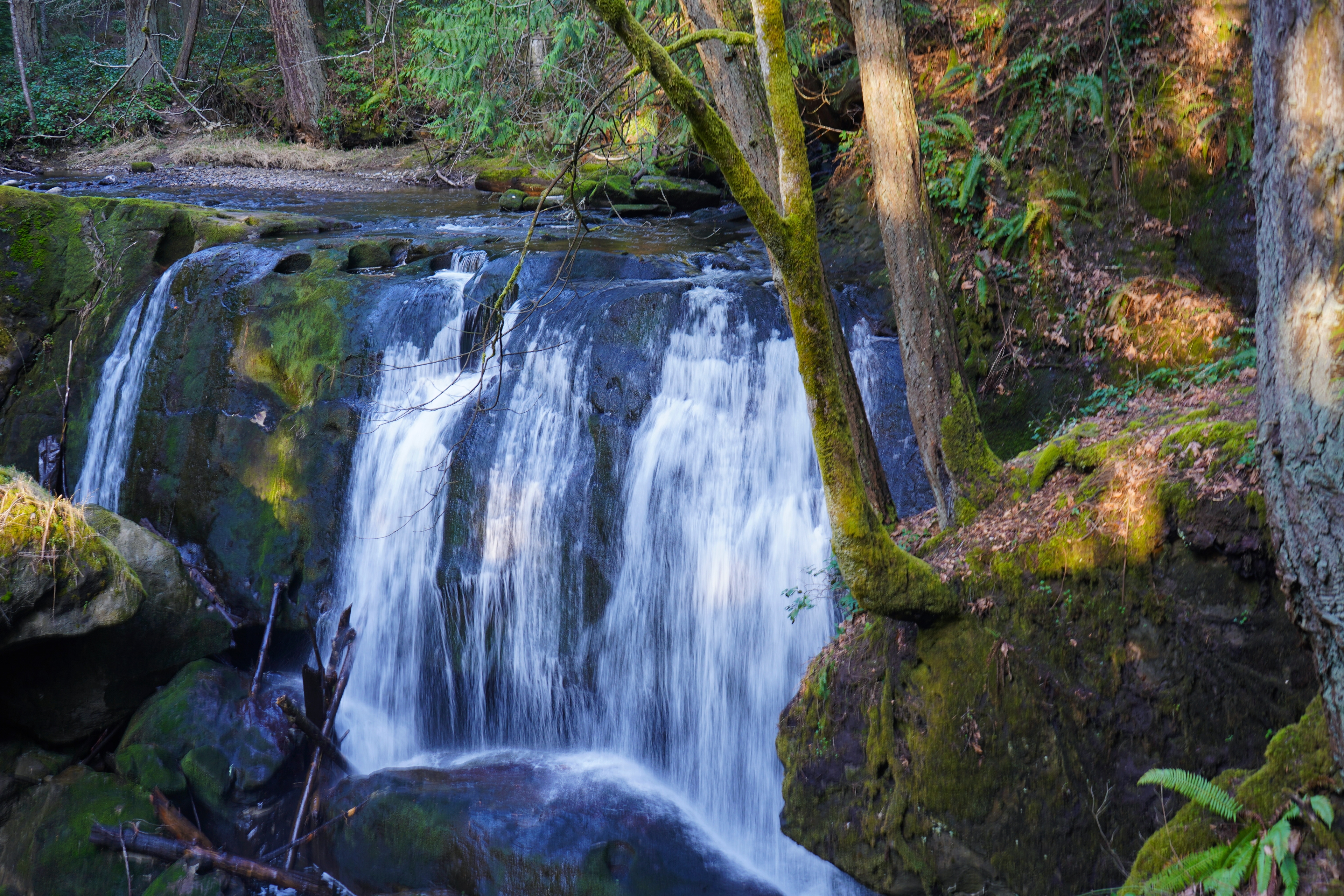 Bellingham